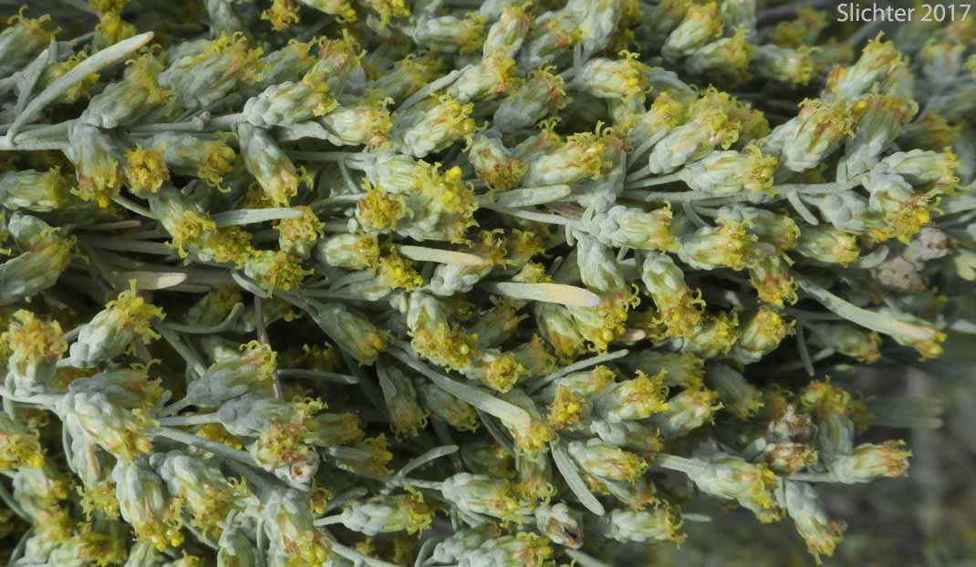 Basin Big Sagebrush, Big Sagebrush: Artemisia tridentata ssp. tridentata (Synonyms: Artemisa angustata, Artemisia tridentata var. angustifolia, Artemisia tridentata var. tridentata, Seriphidium tridentatum)