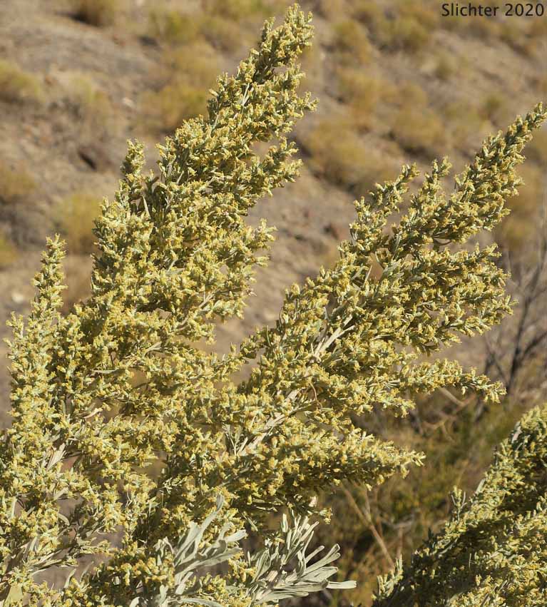 Basin Big Sagebrush, Big Sagebrush: Artemisia tridentata ssp. tridentata (Synonyms: Artemisa angustata, Artemisia tridentata var. angustifolia, Artemisia tridentata var. tridentata, Seriphidium tridentatum)
