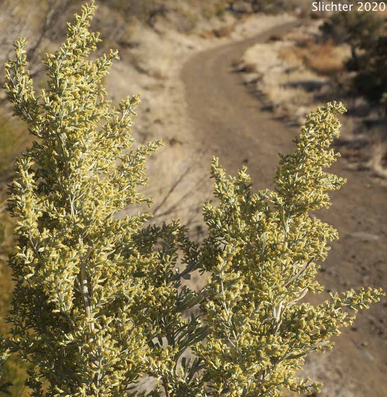 Basin Big Sagebrush, Big Sagebrush: Artemisia tridentata ssp. tridentata (Synonyms: Artemisa angustata, Artemisia tridentata var. angustifolia, Artemisia tridentata var. tridentata, Seriphidium tridentatum)