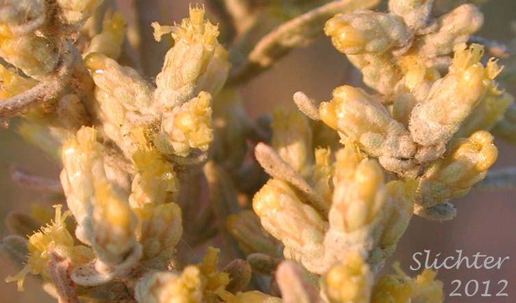 Flower heads of Basin Big Sagebrush, Big Sagebrush: Artemisia tridentata ssp. tridentata (Synonyms: Artemisa angustata, Artemisia tridentata var. angustifolia, Artemisia tridentata var. tridentata, Seriphidium tridentatum)