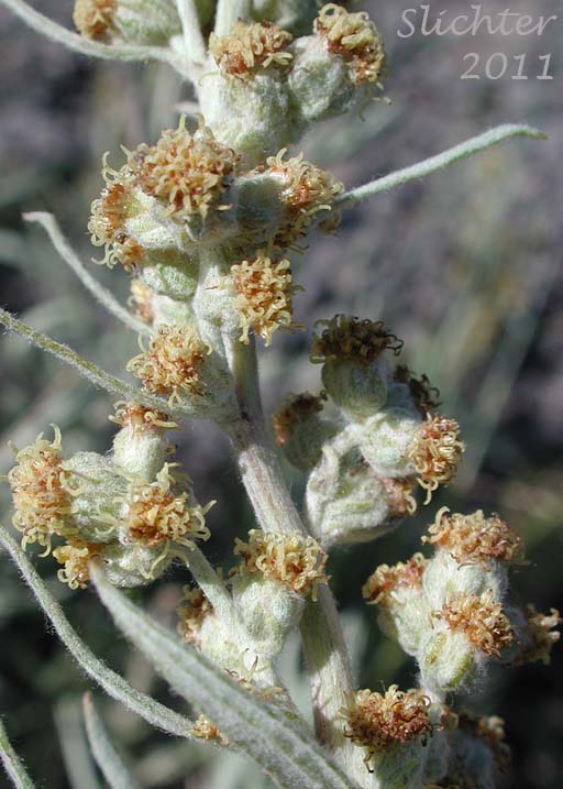 Close-up of a portion of the inflorescence of Unidentified Artemisia #1