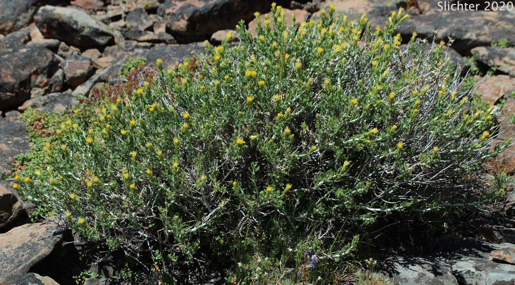 Discoid Goldenweed, Sharp-scaled Haplopappus, Whitestem Goldenbush: Ericameria discoidea (Synonyms: Haplopappus discoidea var. discoidea, Haplopappus macronema, Haplopappus macronema var. macronema, Haplopappus macronema var. typicus, Macronema discoidea)