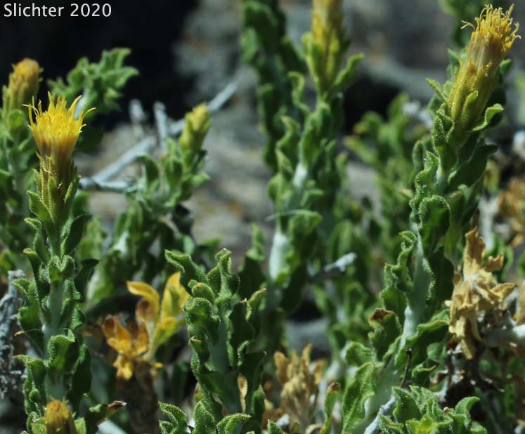 Discoid Goldenweed, Sharp-scaled Haplopappus, Whitestem Goldenbush: Ericameria discoidea (Synonyms: Haplopappus discoidea var. discoidea, Haplopappus macronema, Haplopappus macronema var. macronema, Haplopappus macronema var. typicus, Macronema discoidea)
