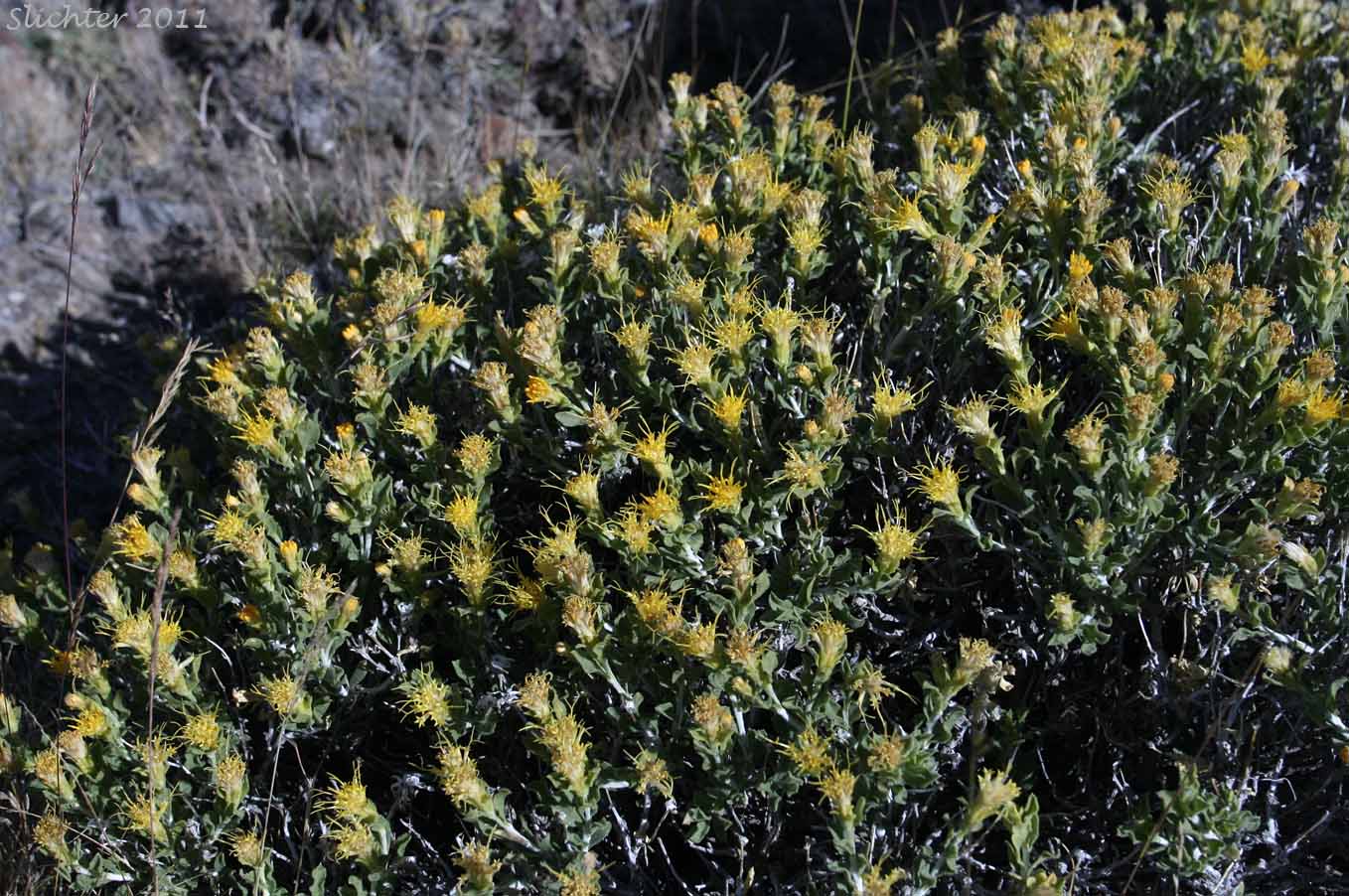 Synonyms: Haplopappus discoidea var. discoidea, Haplopappus macronema, Haplopappus macronema var. macronema, Haplopappus macronema var. typicus, Macronema discoidea