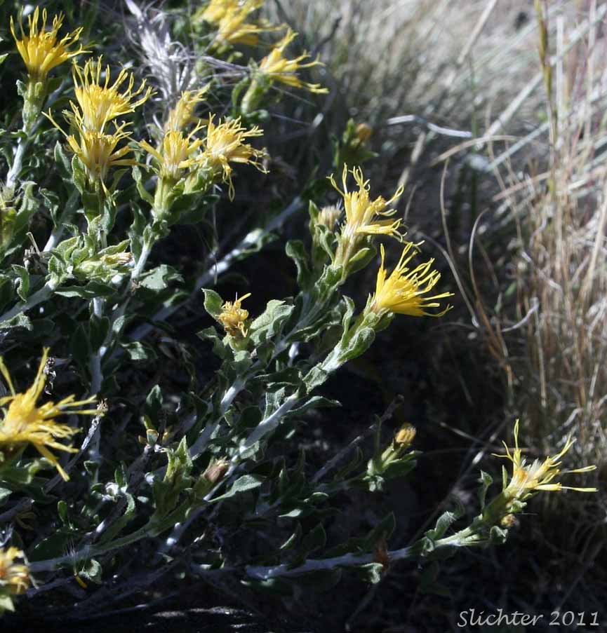 Discoid Goldenweed, Whitestem Goldenbush: Ericameria discoidea (Synonyms: Haplopappus discoidea var. discoidea, Haplopappus macronema, Haplopappus macronema var. macronema, Haplopappus macronema var. typicus, Macronema discoidea)