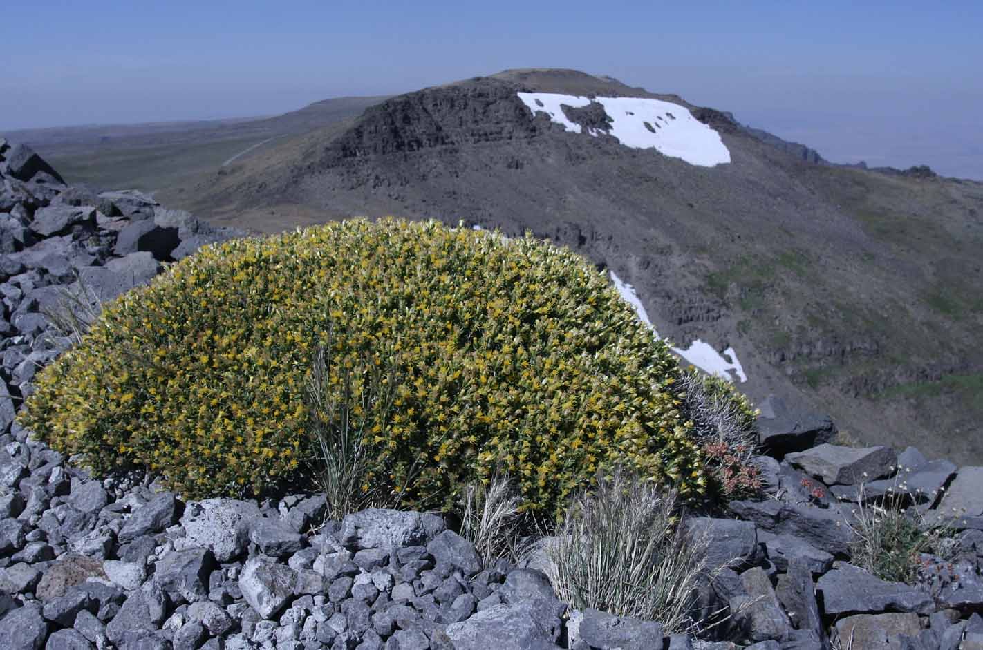 Discoid Goldenweed, Whitestem Goldenbush: Ericameria discoidea (Synonyms: Haplopappus discoidea var. discoidea, Haplopappus macronema, Haplopappus macronema var. macronema, Haplopappus macronema var. typicus, Macronema discoidea)