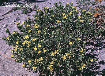Greene's Goldenbush, Greene's Goldenweed, Greene's Heath Goldenrod: Ericameria greenei (Synonyms: Ericameria greenei ssp. mollis, Haplopappus bloomeri, Haplopappus bloomeri var. greenei, Haplopappus greenei, Haplopappus greenei var. greenei, Haplopappus greenei var. mollis, Macronema greenei)