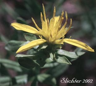 Flower head of Greene's Goldenbush, Greene's Goldenweed, Greene's Heath Goldenrod: Ericameria greenei (Synonyms: Ericameria greenei ssp. mollis, Haplopappus bloomeri, Haplopappus bloomeri var. greenei, Haplopappus greenei, Haplopappus greenei var. greenei, Haplopappus greenei var. mollis, Macronema greenei)