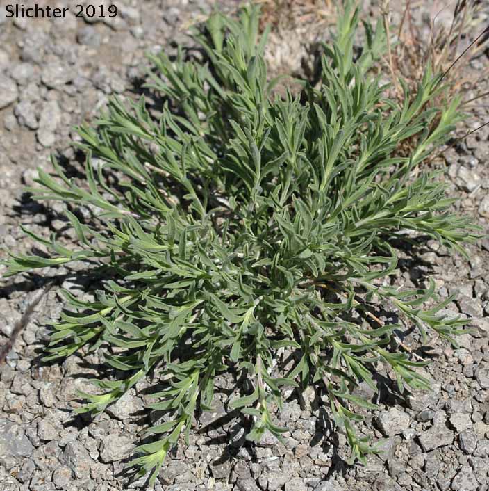 Truckee Green Rabbitbrush, Truckee Rabbitbrush: Chrysothamnus humilis (Synonyms: Chrysothamnus viscidiflorus, Chrysothamnus viscidiflorus ssp. humilis, Chrysothamnus viscidiflorus var. humilis, Ericameria humilis)