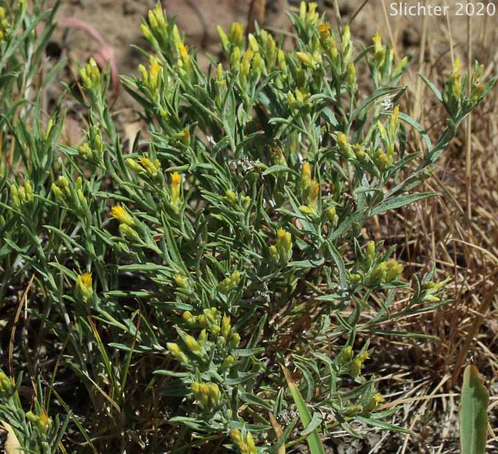 Truckee Green Rabbitbrush, Truckee Rabbitbrush: Chrysothamnus humilis (Synonyms: Chrysothamnus viscidiflorus, Chrysothamnus viscidiflorus ssp. humilis, Chrysothamnus viscidiflorus var. humilis, Ericameria humilis)