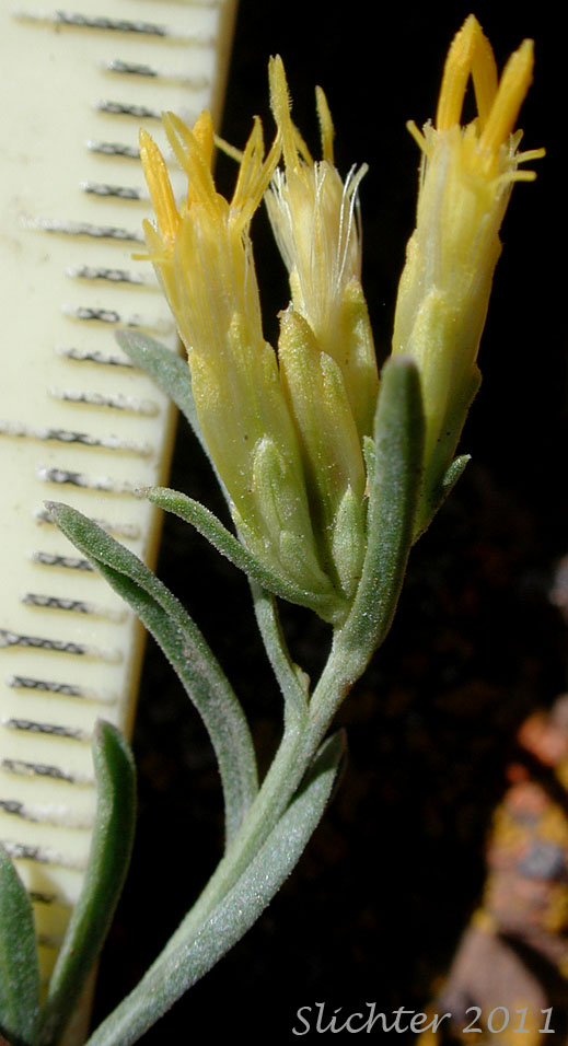 Flower heads and upper stem leaves of Synonyms: Chrysothamnus viscidiflorus, Chrysothamnus viscidiflorus ssp. humilis, Chrysothamnus viscidiflorus var. humilis, Ericameria humilis