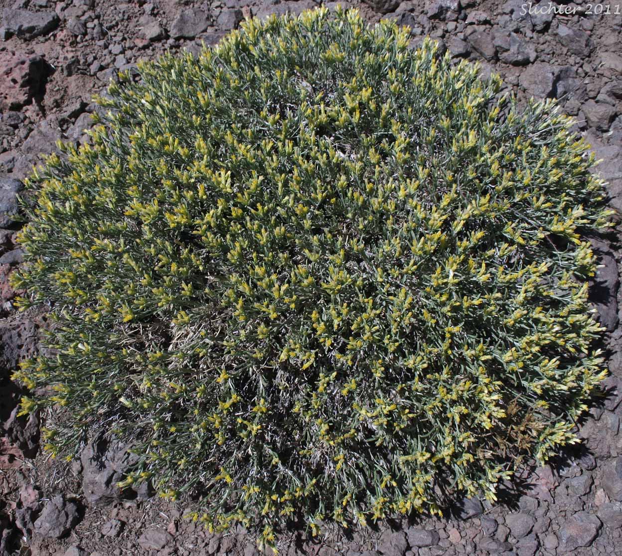 Synonyms: Chrysothamnus viscidiflorus, Chrysothamnus viscidiflorus ssp. humilis, Chrysothamnus viscidiflorus var. humilis, Ericameria humilis