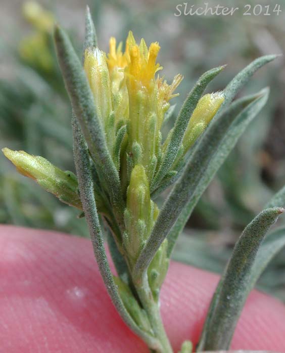 Truckee Green Rabbitbrush, Truckee Rabbitbrush: Chrysothamnus humilis (Synonyms: Chrysothamnus viscidiflorus, Chrysothamnus viscidiflorus ssp. humilis, Chrysothamnus viscidiflorus var. humilis, Ericameria humilis)