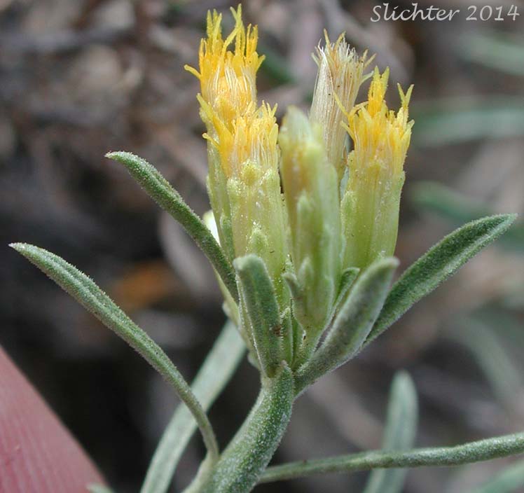 Truckee Green Rabbitbrush, Truckee Rabbitbrush: Chrysothamnus humilis (Synonyms: Chrysothamnus viscidiflorus, Chrysothamnus viscidiflorus ssp. humilis, Chrysothamnus viscidiflorus var. humilis, Ericameria humilis)