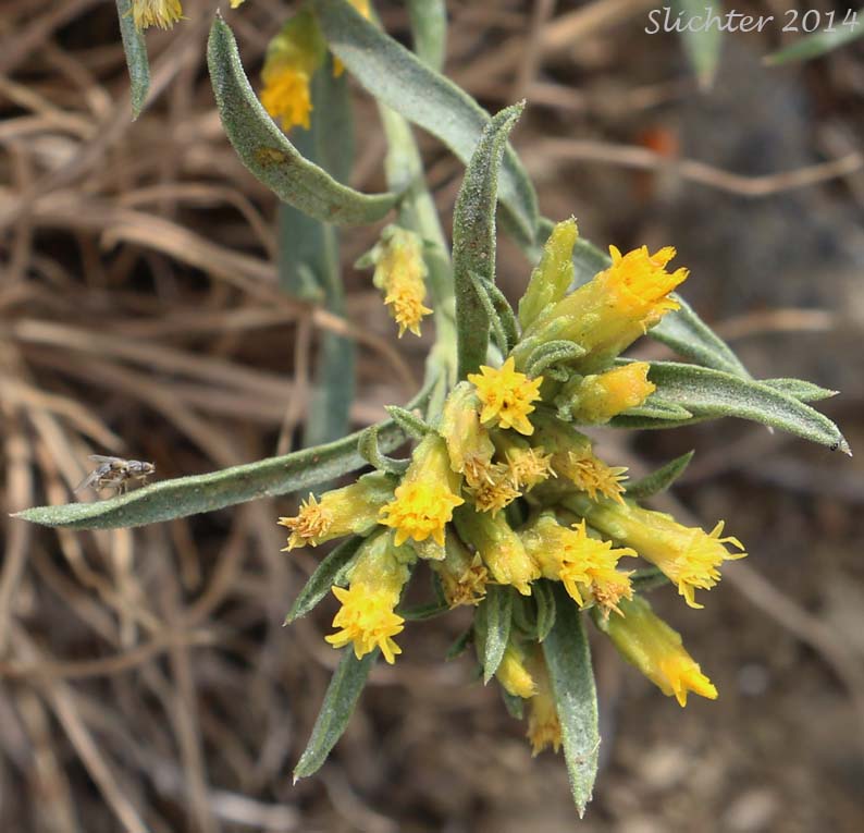 Truckee Green Rabbitbrush, Truckee Rabbitbrush: Chrysothamnus humilis (Synonyms: Chrysothamnus viscidiflorus, Chrysothamnus viscidiflorus ssp. humilis, Chrysothamnus viscidiflorus var. humilis, Ericameria humilis)