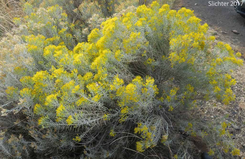 Great Basin Rabbitbrush, Mountain Rubber Rabbitbrush: Ericameria nauseosa var. oreophila (Synonyms: Chrysothamnus nauseosus ssp. consimilis, Chrysothamnus nauseosus var. artus, Chrysothamnus nauseosus var. consimilis, Chrysothamnus nauseosus var. oreophilus, Chrysothamnus oreophilus, Chrysothamnus oreophilus var. artus, Ericameria nauseosa ssp. consimilis, Ericameria nauseosa var. arta)