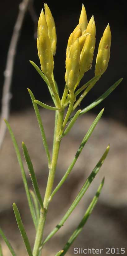 Inflorescence and upper stem leaves of Great Basin Rabbitbrush, Mountain Rubber Rabbitbrush: Ericameria nauseosa var. oreophila (Synonyms: Chrysothamnus nauseosus ssp. consimilis, Chrysothamnus nauseosus var. artus, Chrysothamnus nauseosus var. consimilis, Chrysothamnus nauseosus var. oreophilus, Chrysothamnus oreophilus, Chrysothamnus oreophilus var. artus, Ericameria nauseosa ssp. consimilis, Ericameria nauseosa var. arta)