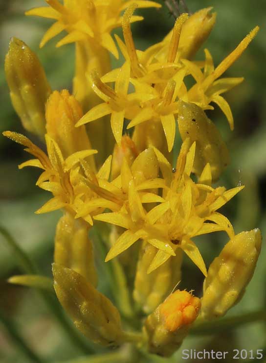 Inflorescence of Great Basin Rabbitbrush, Mountain Rubber Rabbitbrush: Ericameria nauseosa var. oreophila (Synonyms: Chrysothamnus nauseosus ssp. consimilis, Chrysothamnus nauseosus var. artus, Chrysothamnus nauseosus var. consimilis, Chrysothamnus nauseosus var. oreophilus, Chrysothamnus oreophilus, Chrysothamnus oreophilus var. artus, Ericameria nauseosa ssp. consimilis, Ericameria nauseosa var. arta)
