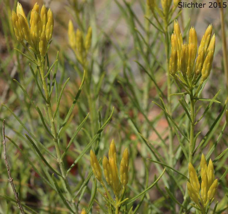 Great Basin Rabbitbrush, Mountain Rubber Rabbitbrush: Ericameria nauseosa var. oreophila (Synonyms: Chrysothamnus nauseosus ssp. consimilis, Chrysothamnus nauseosus var. artus, Chrysothamnus nauseosus var. consimilis, Chrysothamnus nauseosus var. oreophilus, Chrysothamnus oreophilus, Chrysothamnus oreophilus var. artus, Ericameria nauseosa ssp. consimilis, Ericameria nauseosa var. arta)