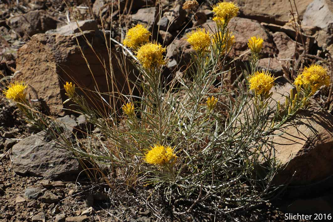 Great Basin Rabbitbrush, Mountain Rubber Rabbitbrush: Ericameria nauseosa var. oreophila (Synonyms: Chrysothamnus nauseosus ssp. consimilis, Chrysothamnus nauseosus var. artus, Chrysothamnus nauseosus var. consimilis, Chrysothamnus nauseosus var. oreophilus, Chrysothamnus oreophilus, Chrysothamnus oreophilus var. artus, Ericameria nauseosa ssp. consimilis, Ericameria nauseosa var. arta)