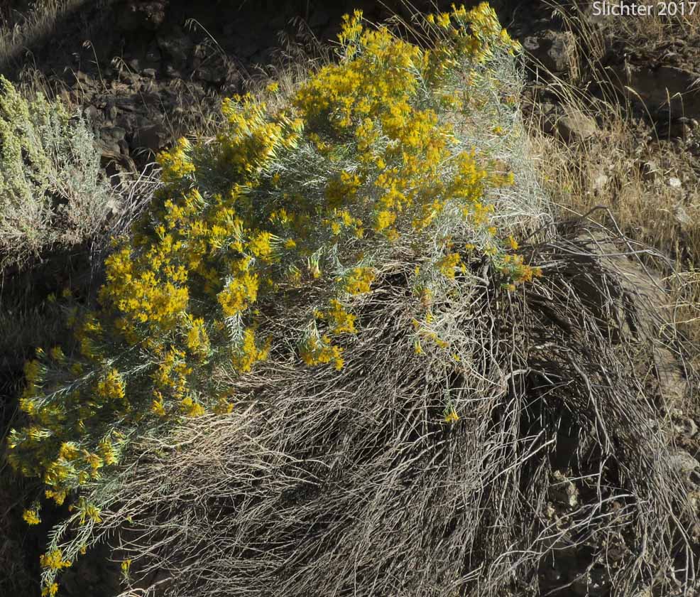 Great Basin Rabbitbrush, Mountain Rubber Rabbitbrush: Ericameria nauseosa var. oreophila (Synonyms: Chrysothamnus nauseosus ssp. consimilis, Chrysothamnus nauseosus var. artus, Chrysothamnus nauseosus var. consimilis, Chrysothamnus nauseosus var. oreophilus, Chrysothamnus oreophilus, Chrysothamnus oreophilus var. artus, Ericameria nauseosa ssp. consimilis, Ericameria nauseosa var. arta)