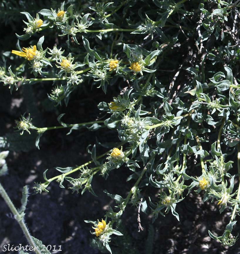 Shrubby Goldenweed, Singlehead Goldenbush: Ericameria suffruticosa (Synonyms: Haplopappus suffruticosus, Macronema suffruticosum)