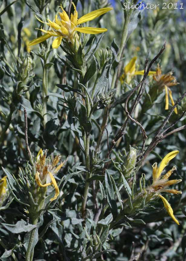 Shrubby Goldenweed, Singlehead Goldenbush: Ericameria suffruticosa (Synonyms: Haplopappus suffruticosus, Macronema suffruticosum)