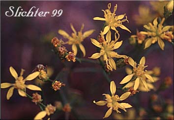 Broom Snakeweed, Match Brush, Kindlingweed, Matchweed: Gutierrezia sarothrae