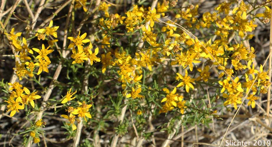 Broom Snakeweed, Kindlingweed, Match Brush, Matchweed: Gutierrezia sarothrae (Synonyms: Gutierrezia diversifolia, Gutierrezia lepidota, Gutierrezia linearifolia, Gutierrezia linearis, Gutierrezia linoides, Gutierrezia longipappa, Gutierrezia pomariensis, Gutierrezia sarothrae var. pomariensis, Gutierrezia tenuis, Solidago sarothrae, Xanthocephalum sarothrae, Xanthocephalum sarothrae var. pomariense, Xanthocephalum tenue)
