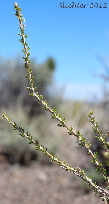 Leafy stems of Little-leaf Horsebrush: Tetradymia glabrata