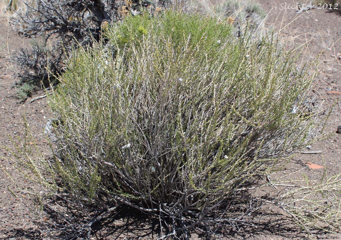 Little-leaf Horsebrush: Tetradymia glabrata