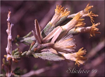 Little-leaf Horsebrush: Tetradymia glabrata