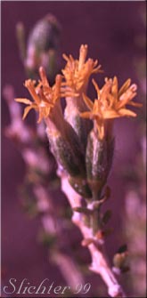 Little-leaf Horsebrush: Tetradymia glabrata