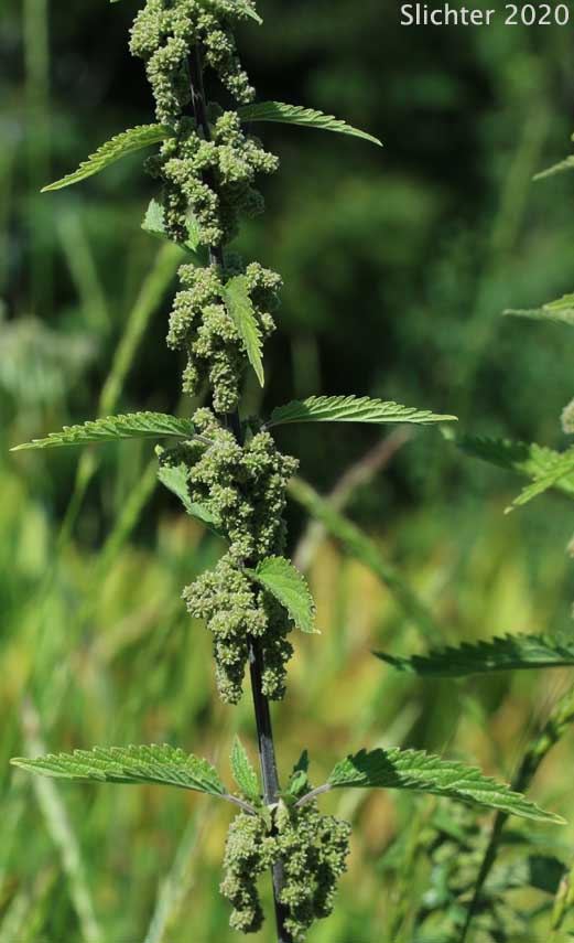 American Stinging Nettles, California Nettle, Northwest Nettle: Urtica dioica ssp. gracilis (Synonyms: Urtica californica, Urtica cardiophylla, Urtica dioica var. angustifolia, Urtica dioica var. californica, Urtica dioicia var. gracilis, Urtica dioica var. lyallii, Urtica dioica var. procera, Urtica gracilis, Urtica lyallii, Urtica lyallii var. californica, Urtica major, Urtica procera, Urtica serra, Urtica strigosissima, Urtica viridis)