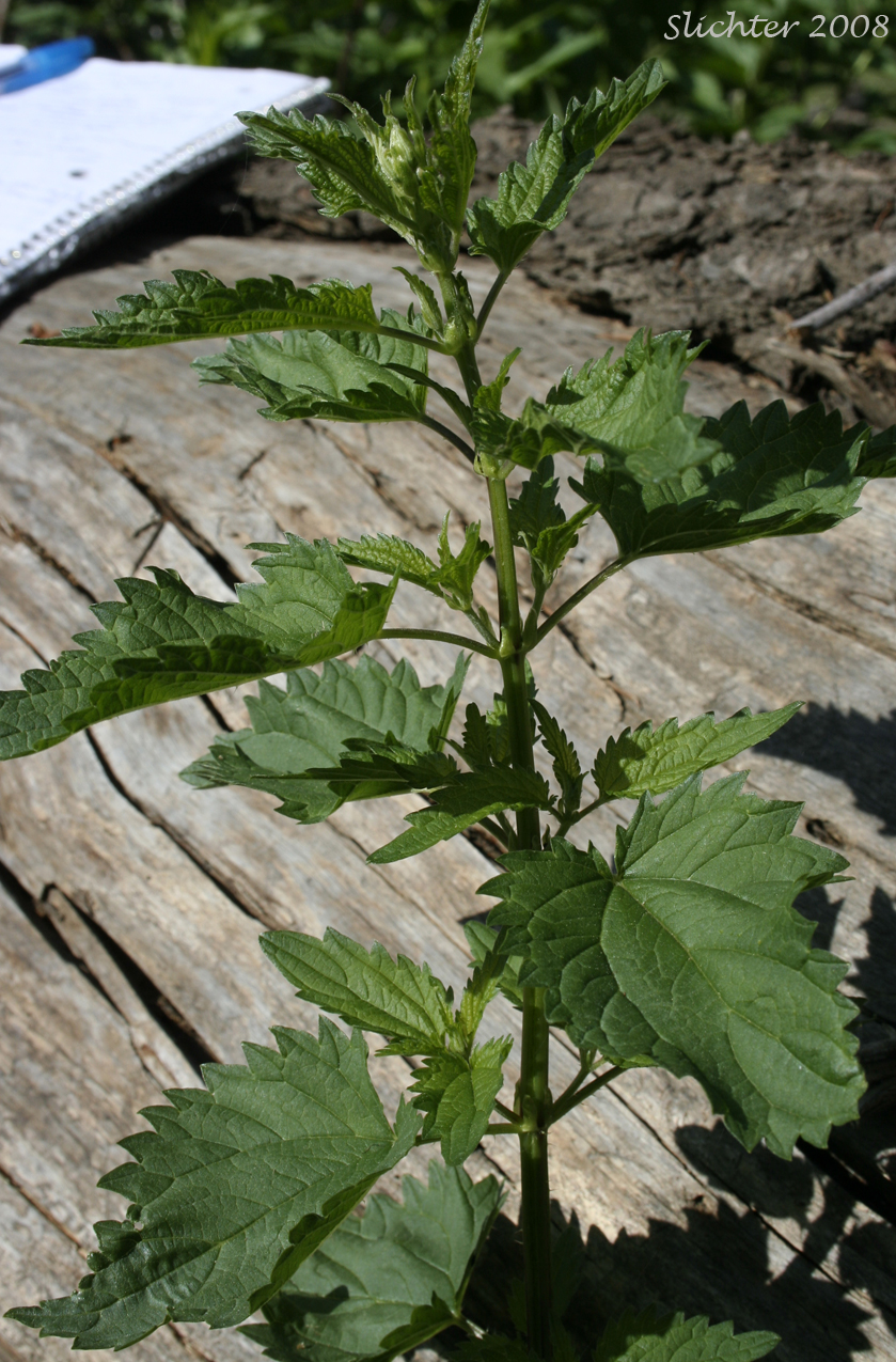 American Stinging Nettles, California Nettle, Northwest Nettle: Urtica dioica ssp. gracilis (Synonyms: Urtica californica, Urtica cardiophylla, Urtica dioica var. angustifolia, Urtica dioica var. californica, Urtica dioicia var. gracilis, Urtica dioica var. lyallii, Urtica dioica var. procera, Urtica gracilis, Urtica lyallii, Urtica lyallii var. californica, Urtica major, Urtica procera, Urtica serra, Urtica strigosissima, Urtica viridis)