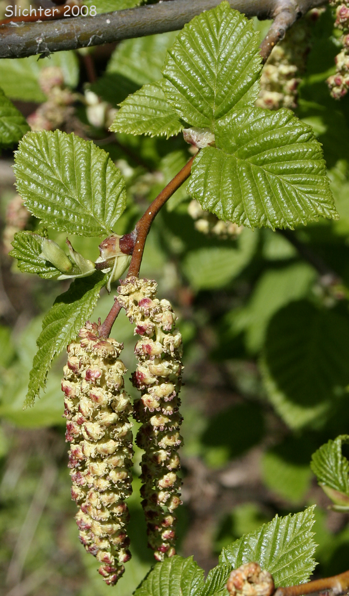 Sitka Alder, Slide Alder, Wavy-leaved Alder: Alnus alnobetula ssp. sinuata (Synonyms: Alnus crispa ssp. laciniata, Alnus crispa ssp. sinuata, Alnus sinuata, Alnus sitchensis, Alnus viridis ssp. fruticosa, Alnus viridis ssp. sinuata, Alnus viridis var. sinuata, Duschekia sinuata)