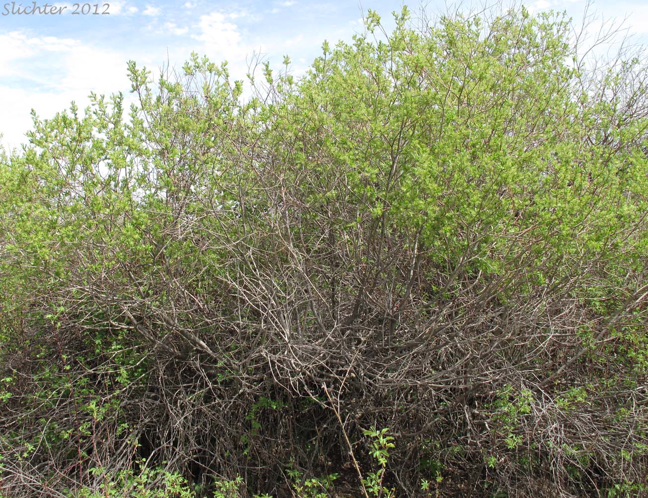 Bebb's Willow, Gray Willow Long-beak Willow: Salix bebbiana (Synonyms: Salix bebbiana var. capreifolia, Salix bebbiana var. depilis, Salix bebbiana var. luxurians, Salix bebbiana var. perrostrata, Salix bebbiana var. projecta)