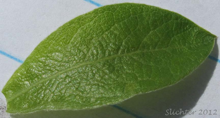 Dorsal leaf surface of Bebb's Willow, Gray Willow Long-beak Willow: Salix bebbiana (Synonyms: Salix bebbiana var. capreifolia, Salix bebbiana var. depilis, Salix bebbiana var. luxurians, Salix bebbiana var. perrostrata, Salix bebbiana var. projecta)