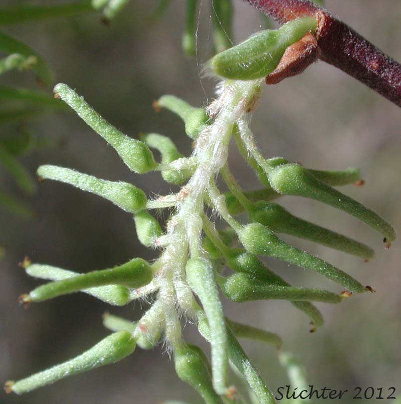 Female catkin of Bebb's Willow, Gray Willow Long-beak Willow: Salix bebbiana (Synonyms: Salix bebbiana var. capreifolia, Salix bebbiana var. depilis, Salix bebbiana var. luxurians, Salix bebbiana var. perrostrata, Salix bebbiana var. projecta)