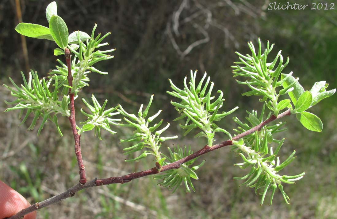 Leaves and female catkins of Bebb's Willow, Gray Willow Long-beak Willow: Salix bebbiana (Synonyms: Salix bebbiana var. capreifolia, Salix bebbiana var. depilis, Salix bebbiana var. luxurians, Salix bebbiana var. perrostrata, Salix bebbiana var. projecta)