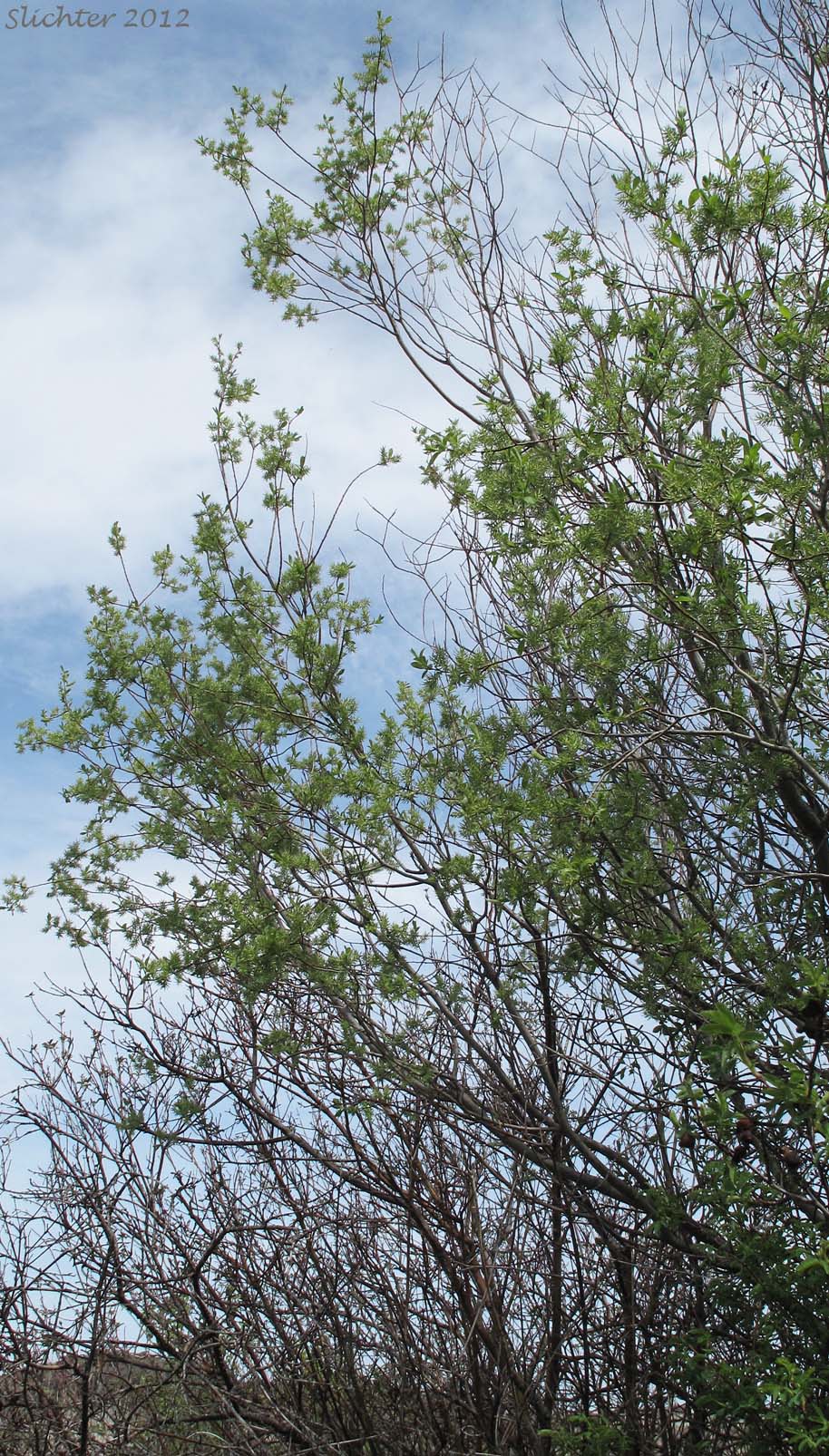 Bebb's Willow, Gray Willow Long-beak Willow: Salix bebbiana (Synonyms: Salix bebbiana var. capreifolia, Salix bebbiana var. depilis, Salix bebbiana var. luxurians, Salix bebbiana var. perrostrata, Salix bebbiana var. projecta)
