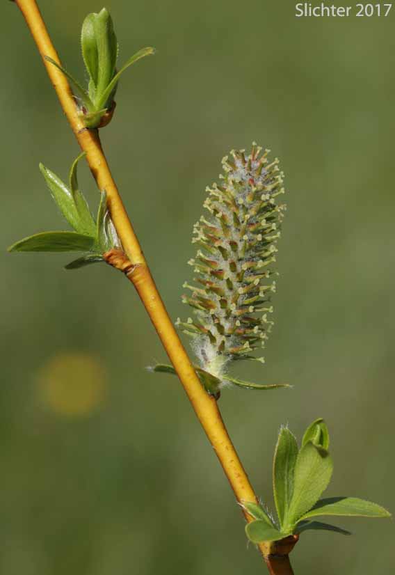Female catkin of Booth's Willow: Salix boothii (Synonyms: Salix myrtillifolia, Salix novae-angliae, Salix pseudocordata, Salix pseudomyrsinites)