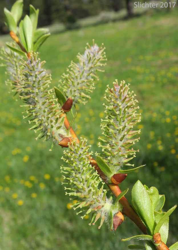 Female catkins of Booth's Willow: Salix boothii (Synonyms: Salix myrtillifolia, Salix novae-angliae, Salix pseudocordata, Salix pseudomyrsinites)