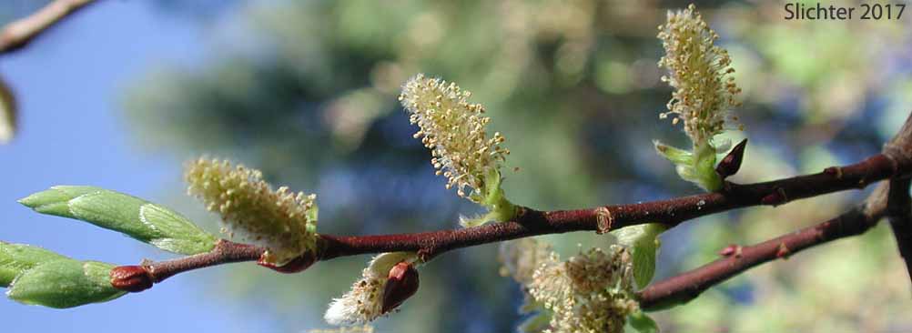 Male catkins of Booth's Willow: Salix boothii (Synonyms: Salix myrtillifolia, Salix novae-angliae, Salix pseudocordata, Salix pseudomyrsinites)