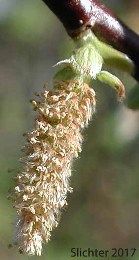 Male catkin of Booth's Willow: Salix boothii (Synonyms: Salix myrtillifolia, Salix novae-angliae, Salix pseudocordata, Salix pseudomyrsinites)