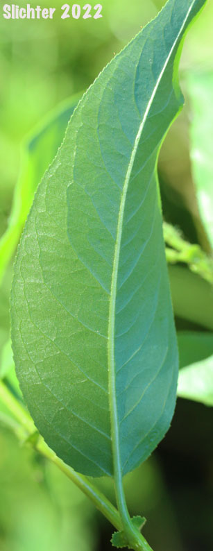 Booth's Willow: Salix boothii (Synonyms: Salix myrtillifolia, Salix novae-angliae, Salix pseudocordata, Salix pseudomyrsinites)