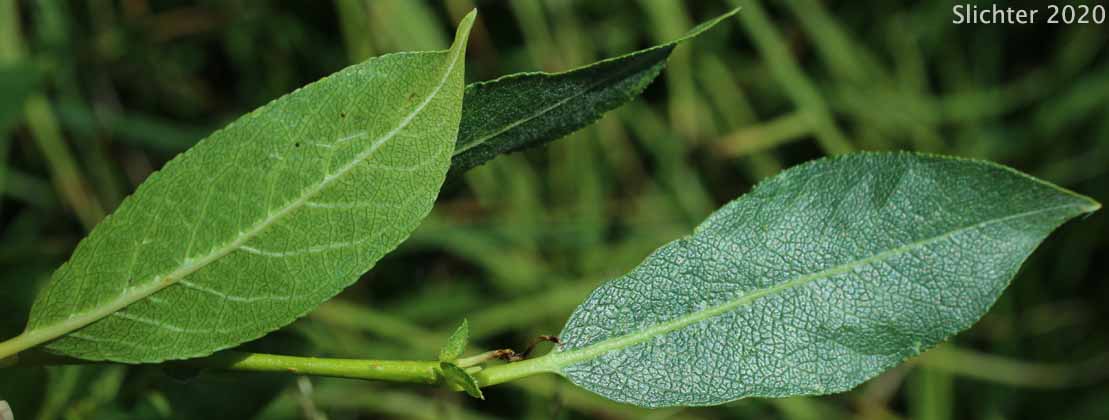 Booth's Willow: Salix boothii (Synonyms: Salix myrtillifolia, Salix novae-angliae, Salix pseudocordata, Salix pseudomyrsinites)