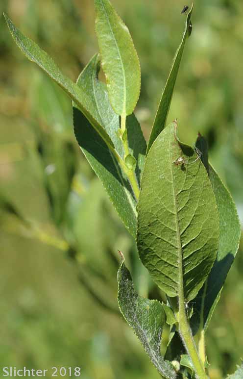 Booth's Willow: Salix boothii (Synonyms: Salix myrtillifolia, Salix novae-angliae, Salix pseudocordata, Salix pseudomyrsinites)