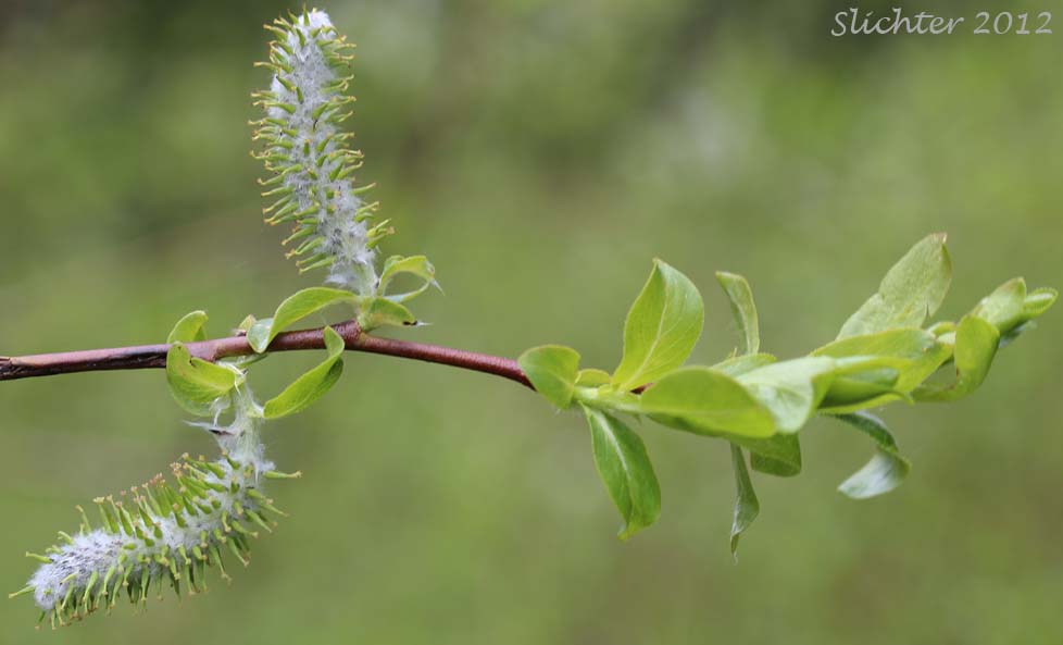 Female catkins and leaves of Booth's Willow: Salix boothii (Synonyms: Salix myrtillifolia, Salix novae-angliae, Salix pseudocordata, Salix pseudomyrsinites)