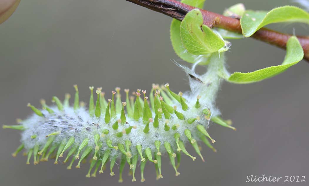 Female catkin of Booth's Willow: Salix boothii (Synonyms: Salix myrtillifolia, Salix novae-angliae, Salix pseudocordata, Salix pseudomyrsinites)